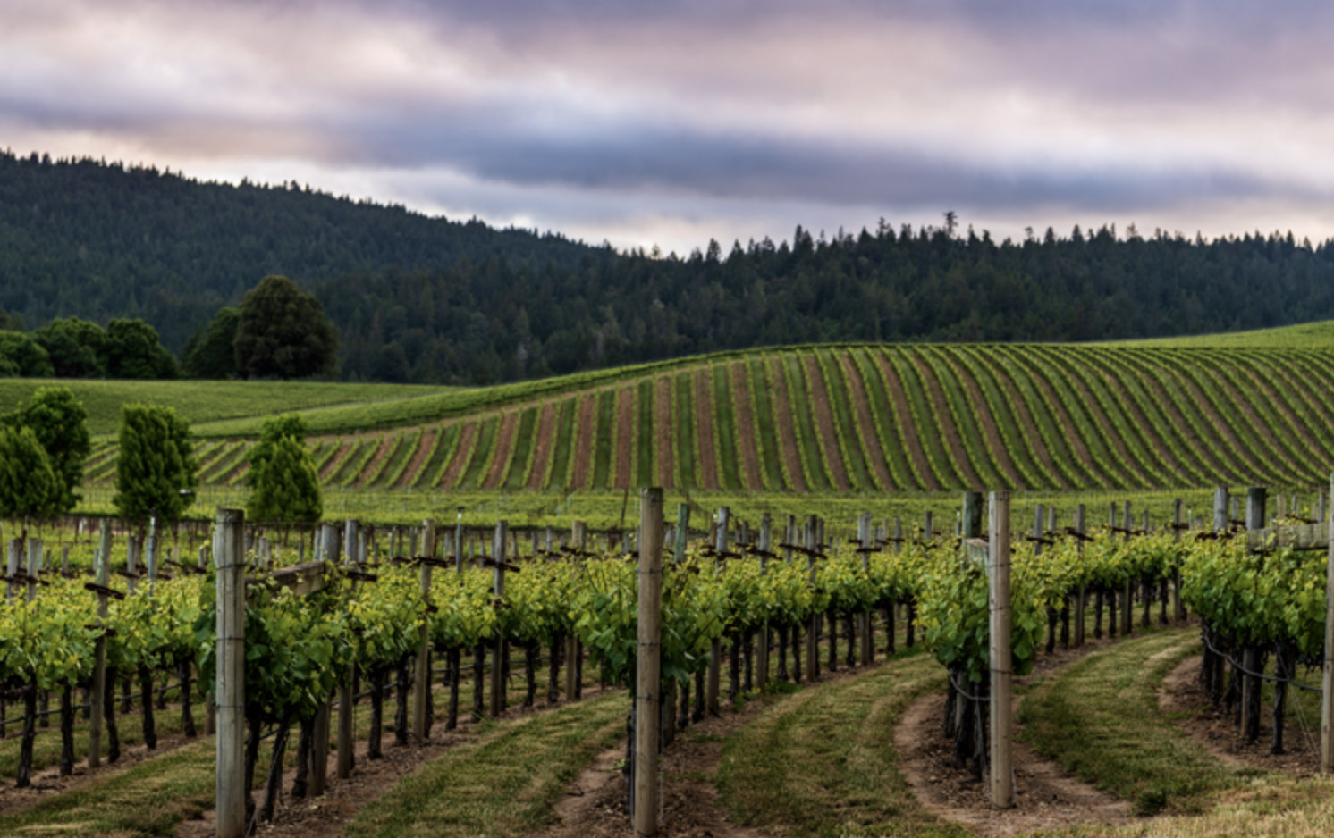 Goldeneye Founded in Anderson Valley